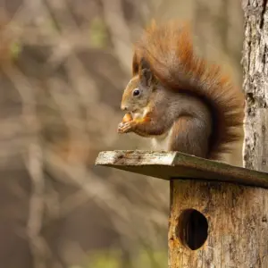 kleine nagetiere wie eichhörnchen benötigen im herbst und winter zusätzliches futter zum überleben