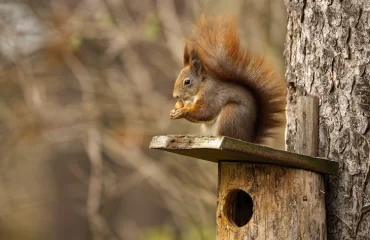 kleine nagetiere wie eichhörnchen benötigen im herbst und winter zusätzliches futter zum überleben