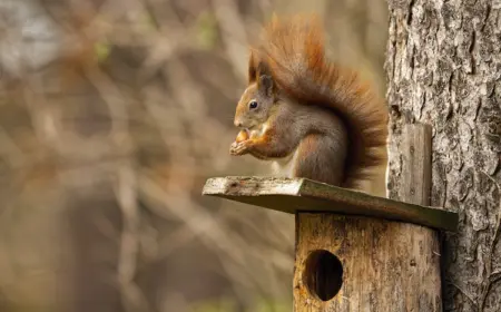 kleine nagetiere wie eichhörnchen benötigen im herbst und winter zusätzliches futter zum überleben