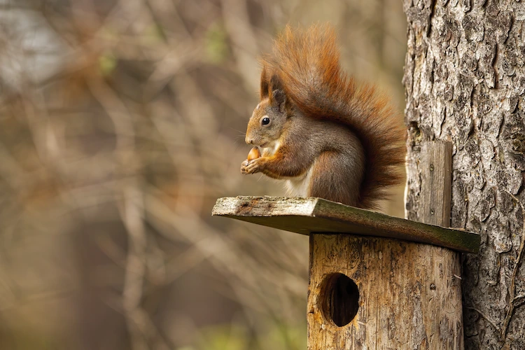 kleine nagetiere wie eichhörnchen benötigen im herbst und winter zusätzliches futter zum überleben