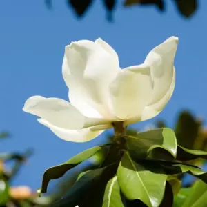 Magnolie (Magnolia grandiflora) mit weißen Blüten im Frühling und immergrünem Laub