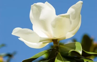 Magnolie (Magnolia grandiflora) mit weißen Blüten im Frühling und immergrünem Laub