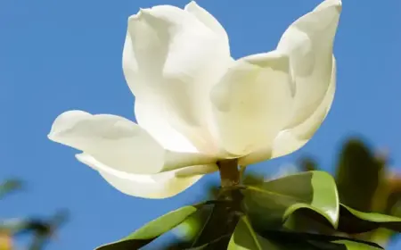 Magnolie (Magnolia grandiflora) mit weißen Blüten im Frühling und immergrünem Laub