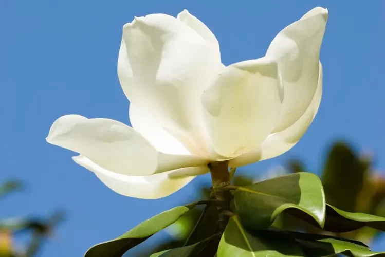 Magnolie (Magnolia grandiflora) mit weißen Blüten im Frühling und immergrünem Laub