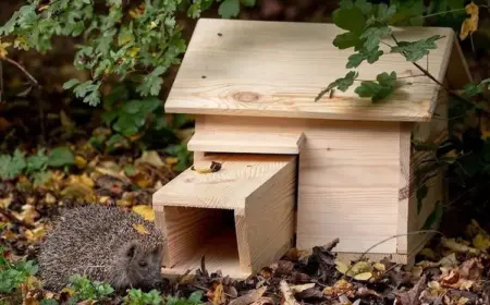 mit eigenen vorräten ein geeignetes häuschen aus holz für igel im garten aufstellen