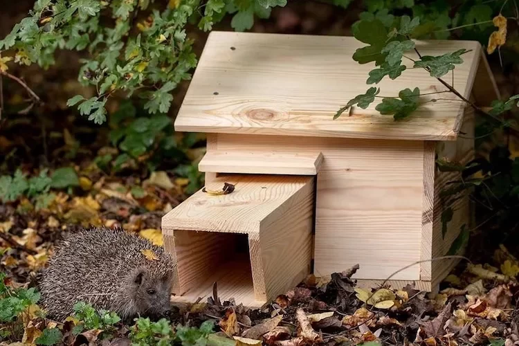 mit eigenen vorräten ein geeignetes häuschen aus holz für igel im garten aufstellen