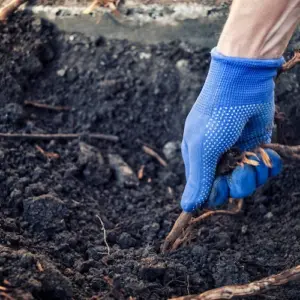 mit gartenhandschuhen per hand baumwurzel entfernen im garten nach verrottung