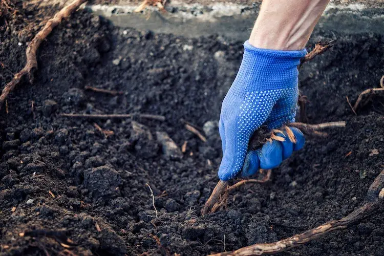 mit gartenhandschuhen per hand baumwurzel entfernen im garten nach verrottung