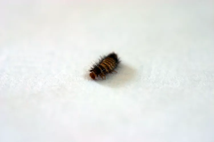 mit winzigen borsten bedeckte larve eines teppichkäfers löst manchmal allergische reaktionen aus