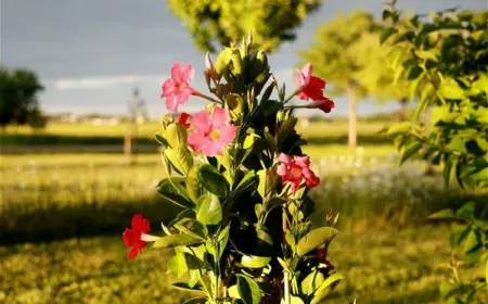 Muss man eine Dipladenia im Herbst schneiden