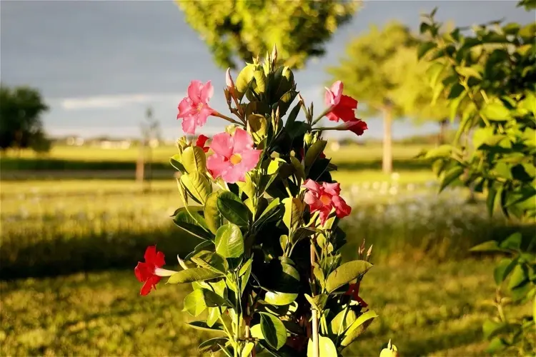 Muss man eine Dipladenia im Herbst schneiden