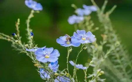 Niedrige, winterharte Stauden - Zarter Lein (Linum perenne) in Hellblau