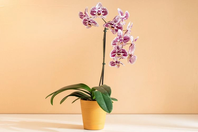 Orchideen gießen: Wie viel Wasser brauchen Orchideen, wenn sie im Haus gehalten werden?