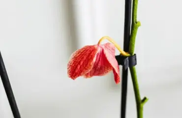Orchideen nach der Ruhephase zum Blühen bringen - Tipps zur Orchideenpflege