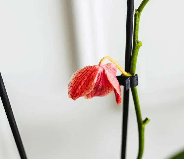 Orchideen nach der Ruhephase zum Blühen bringen - Tipps zur Orchideenpflege