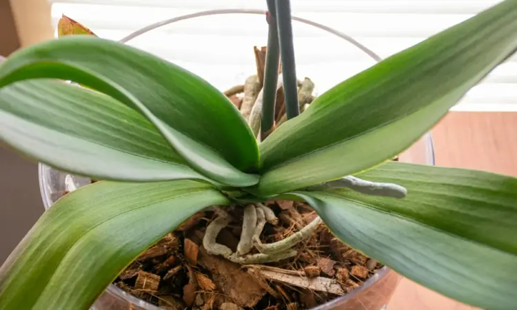 Orchideen nach der Ruhephase zum Blühen bringen - Zuerst die Pause fördern