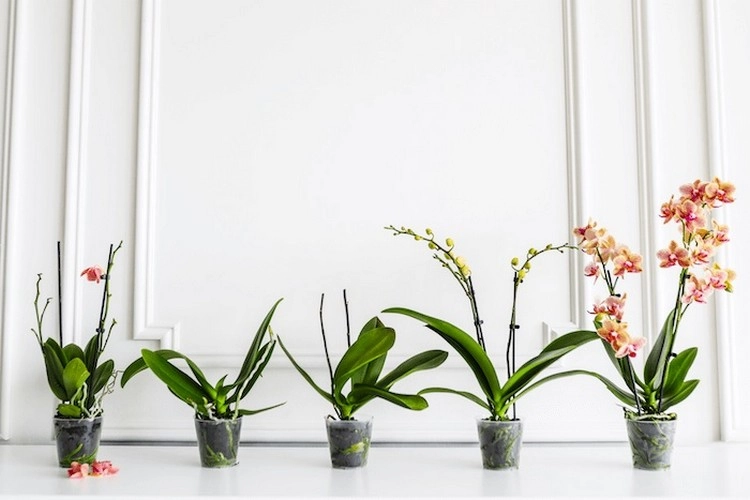 Orchideen wachsen am besten an hellen, sonnigen Standorten