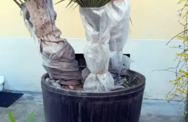 palmen im freien vor der kälte schützen
