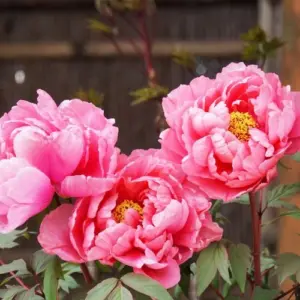Pfingstrosen pflanzen im September - hilfreiche Tipps, wie Sie eine Blütenpracht im Garten genießen können