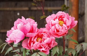 Pfingstrosen pflanzen im September - hilfreiche Tipps, wie Sie eine Blütenpracht im Garten genießen können