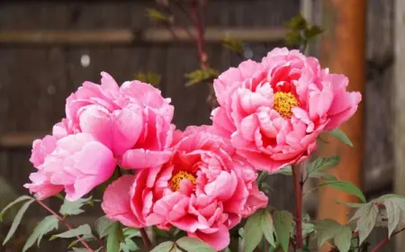 Pfingstrosen pflanzen im September - hilfreiche Tipps, wie Sie eine Blütenpracht im Garten genießen können