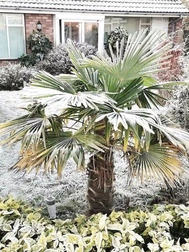 pflanzen sie winterharte palmen