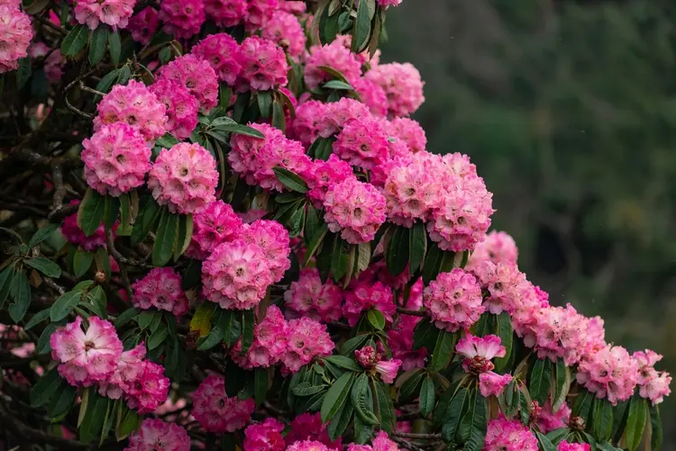 Rhododendron blüht üppig im Frühling und mag den Halbschatten