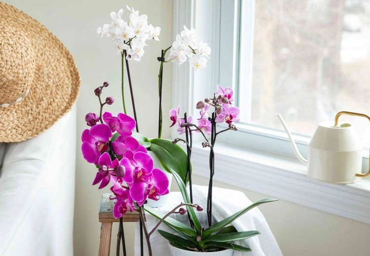 Richtige Orchideenpflege - Tipps