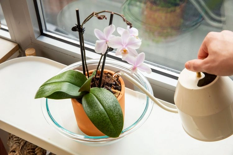 Richtige Orchideenpflege: Wie Sie Ihre Orchideen gießen sollten, damit sie Sie mit üppigen Blüten überraschen