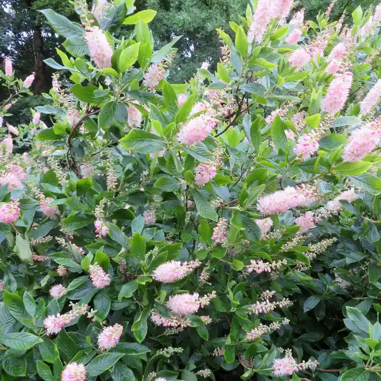 rosa silberkerzenstrauch für vorgarten oder strauchhecke