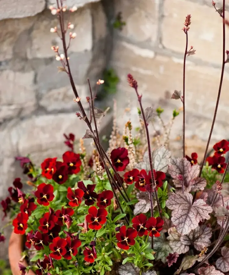 Rote Veilchen und Heuchera für den Balkonboden oder zum Bepflanzen von Blumenkästen