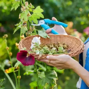 Samen richtig ernten - Vermeiden Sie diese Fehler bei Blumen und Gemüse