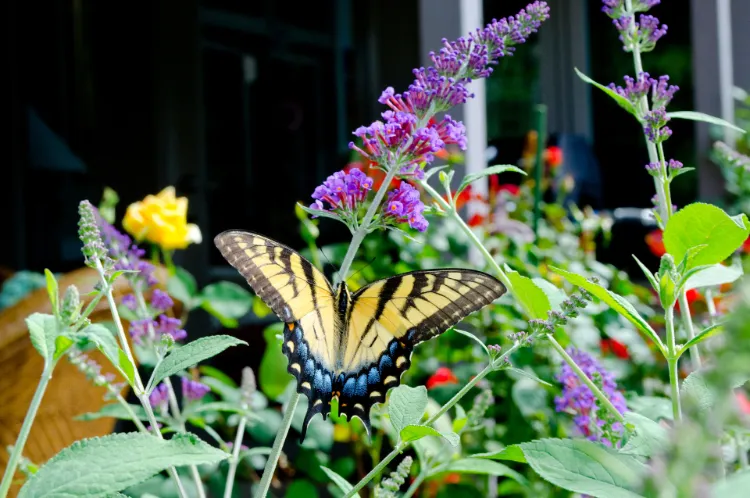 schmetterlingsflieder wann umpflanzen sommerflieder welcher standort im garten