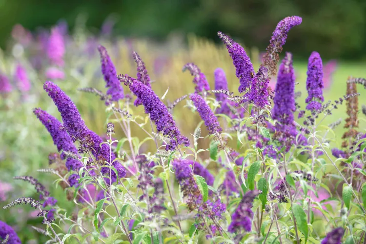 schmetterlingsflieder wann umpflanzen standort sommerflieder schneiden anleitung