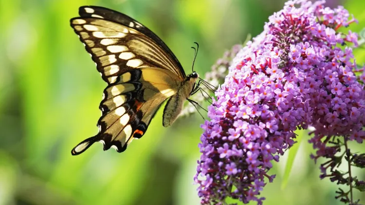 schmetterlingsflieder wann umpflanzen standort welcher boden für sommerflieder