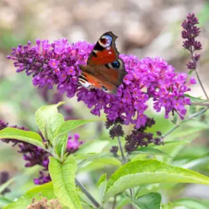 schmetterlingsflieder wann umpflanzen welcher standort für sommerflieder im garten