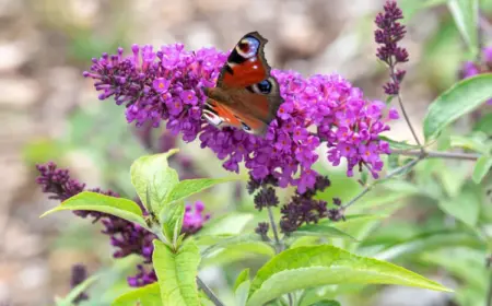 schmetterlingsflieder wann umpflanzen welcher standort für sommerflieder im garten