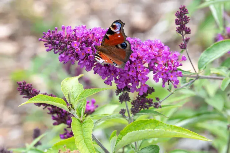 schmetterlingsflieder wann umpflanzen welcher standort für sommerflieder im garten