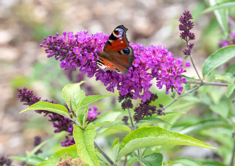 schmetterlingsflieder wann umpflanzen welcher standort für sommerflieder im garten