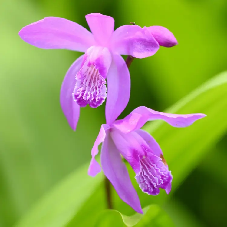 Schöne Japanorchidee (Bletilla striata) auch für die Teichbepflanzung geeignet