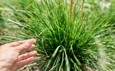 sich bei ziergräsern im gartenbereich für einen rückschnitt je nach situation entscheiden oder nicht