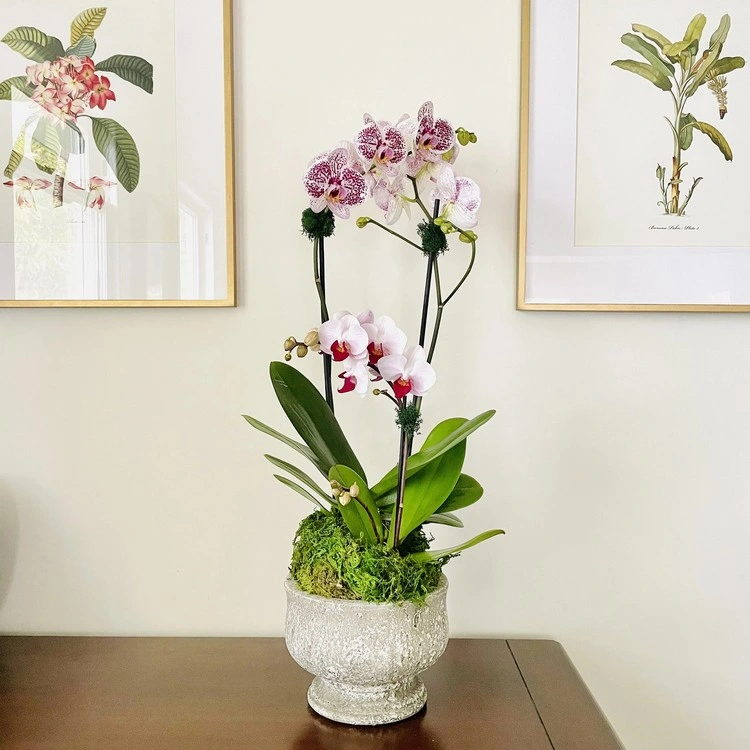 Standort für Orchideen - Was sollten Sie in Betracht ziehen