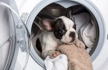 Tierhaare in der Waschmaschine - Tipps und Tricks, wie Sie Tierhaare vermeiden und entfernen können