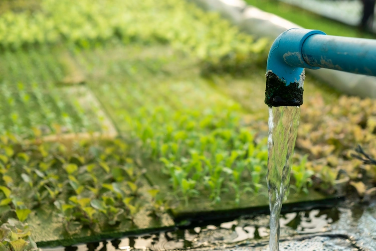 umweltfreundliche versickerungsmulde gestalten und regenwasser auffangen zwecks nachhaltiger bewässerung