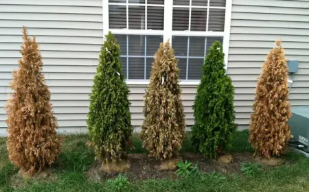 vertrocknete thuja retten mit diesen tipps