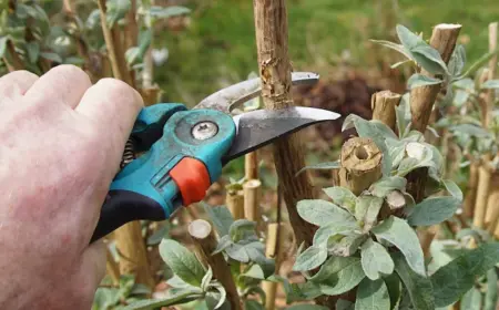 wann schmetterlingsflieder schneiden