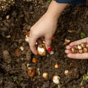 Wann setzt man Blumenzwiebeln - Tipps und Anleitung für Gartenbeet und Topf