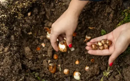 Wann setzt man Blumenzwiebeln - Tipps und Anleitung für Gartenbeet und Topf