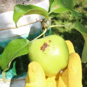 Wann soll man Leimringe für Obstbäume anbringen?