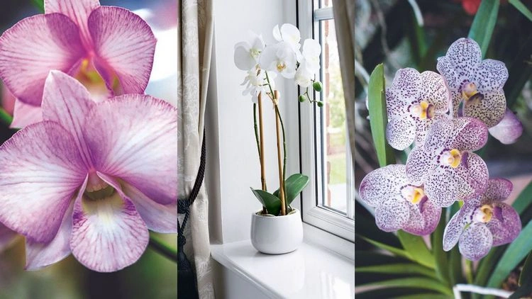Wann sollten Orchideen in Torfmoos gegossen werden?
